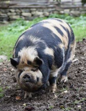 POT-BELLIED PIGS?